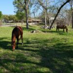 Serene countryside with horses grazing on a sunny day in Sunnyvale, Texas.